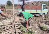 alipurduar farmers cut down rubber trees | newsfront.co