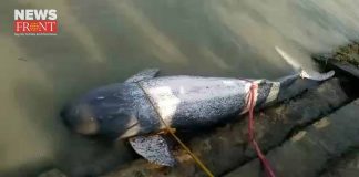 dead dolphin rescue | newsfront.co