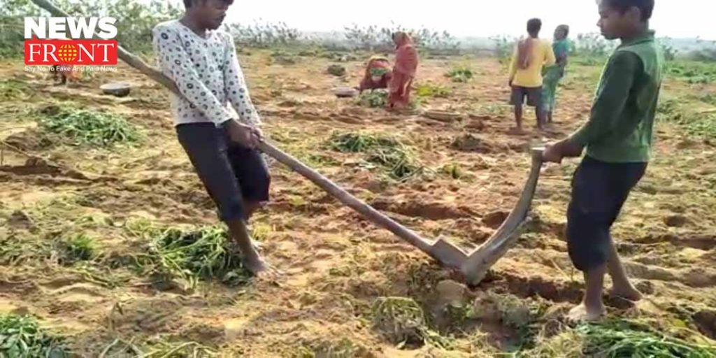 elephant damage harvest in jangalmahal | newsfront.co