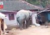elephant | newsfront.co