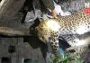 leopard dead body rescue | newsfront.co