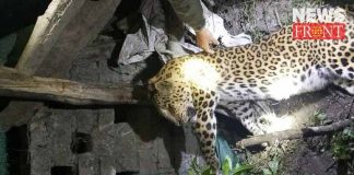 leopard dead body rescue | newsfront.co