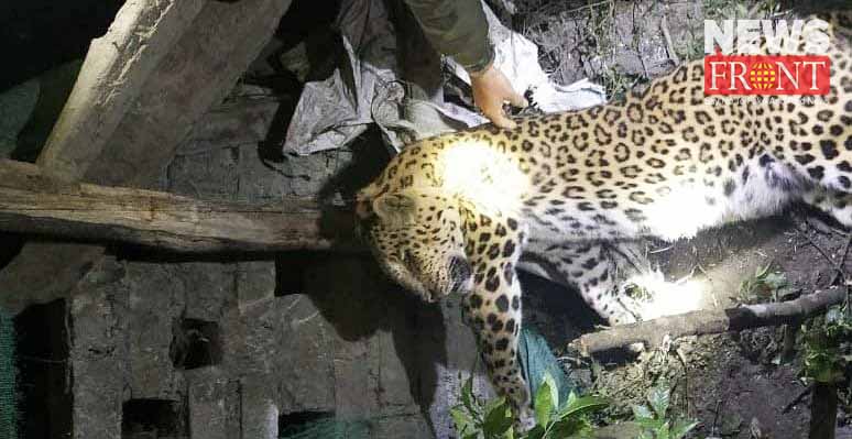 leopard dead body rescue | newsfront.co