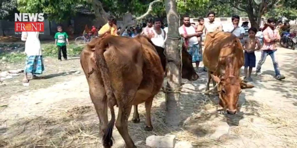 buffalo smuggler arrested in farakka | newsfront.co