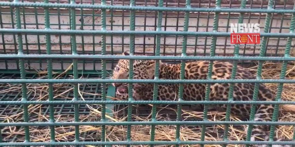 cheetah caught by forest department | newsfront.co