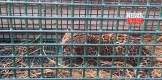 cheetah caught by forest department | newsfront.co