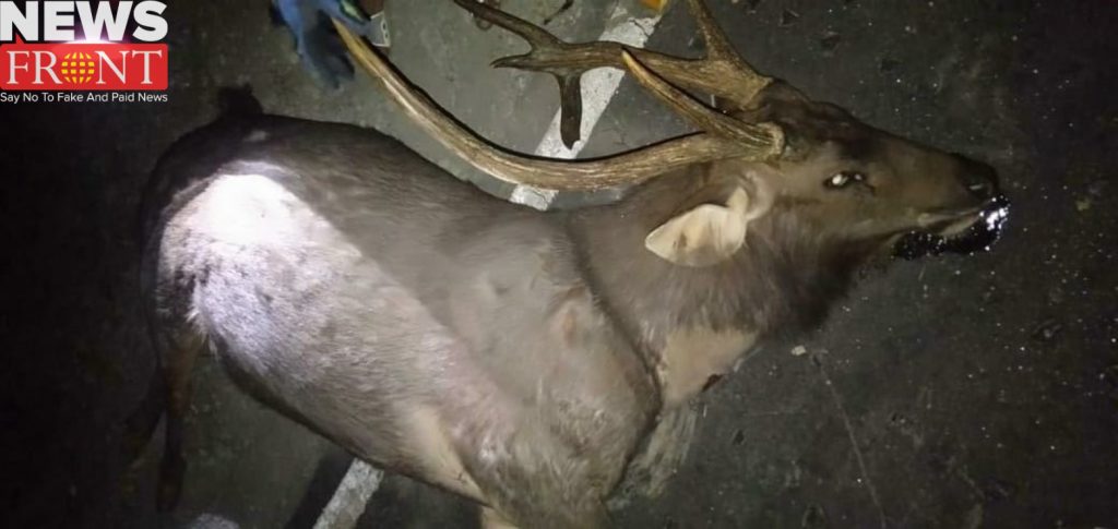 deer dead | newsfront.co