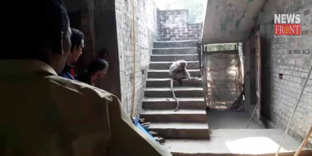 dog bite to monkey in chandrakona | newsfront.co