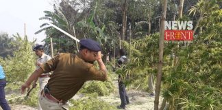 police destroyed ganja tree in dinhata | newsfront.co