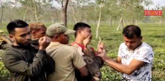 sambar deer dies | newsfront.co