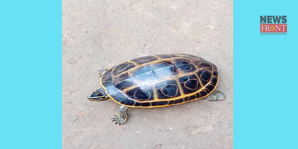 tortoise rescue from belda | newsfront.co