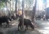 twenty buffalo rescue before smuggling in alipurduar | newsfront.co