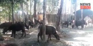 twenty buffalo rescue before smuggling in alipurduar | newsfront.co