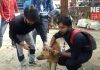volunteer organization wearing radium belt to street dog | newsfront.co