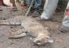 rescue dead wild animal | newsfront.co