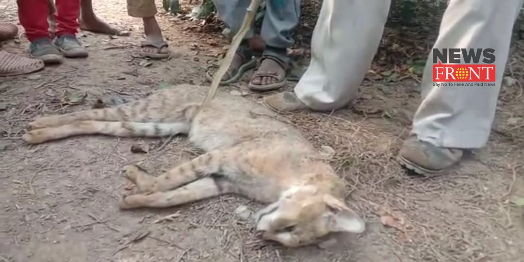 rescue dead wild animal | newsfront.co