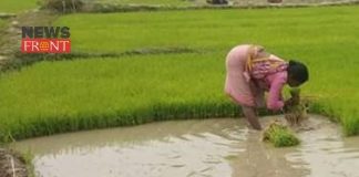 paddy crop | newsfront.co