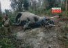 rescued elephant body | newsfront.co