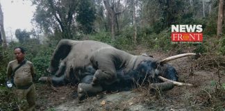 rescued elephant body | newsfront.co