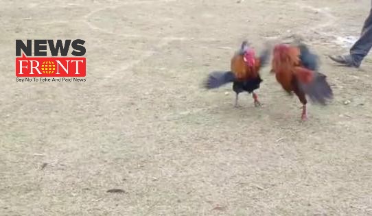 cockfight | newsfront.co