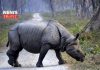 rhinoceros | newsfront.co