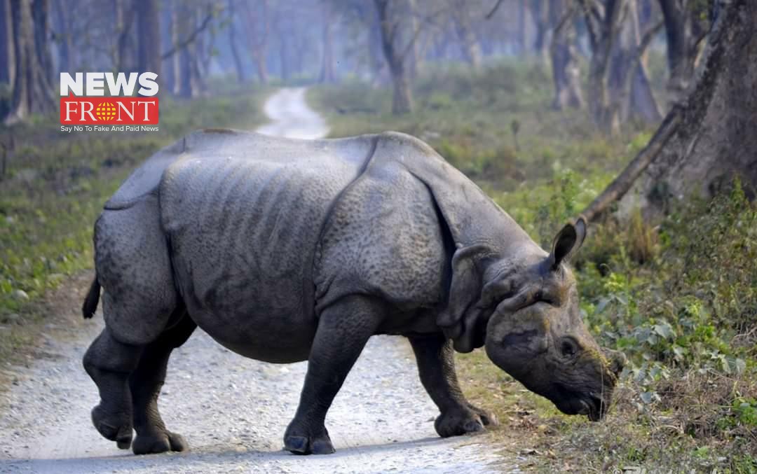 rhinoceros | newsfront.co