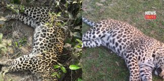 two dead leopard | newsfront.co