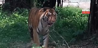 Royal Bengal Tiger | newsfront.co