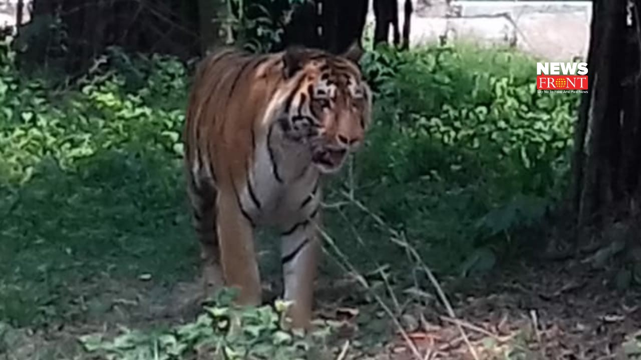 Royal Bengal Tiger | newsfront.co