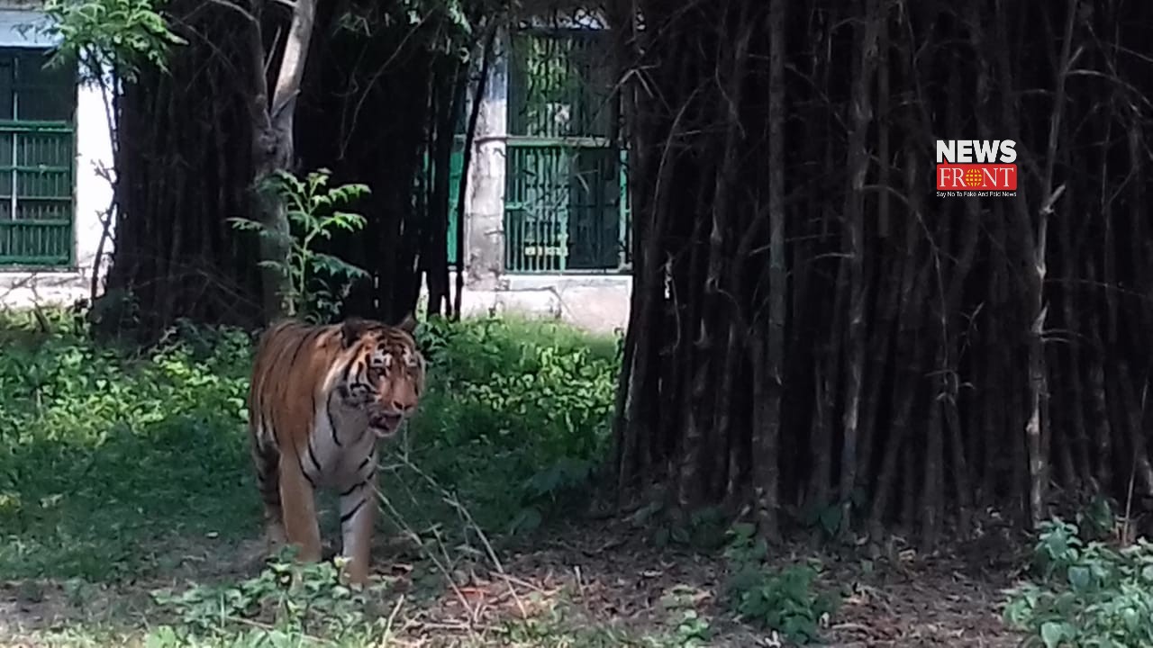 tiger | newsfront.co