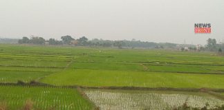 paddy crop | newsfront.co