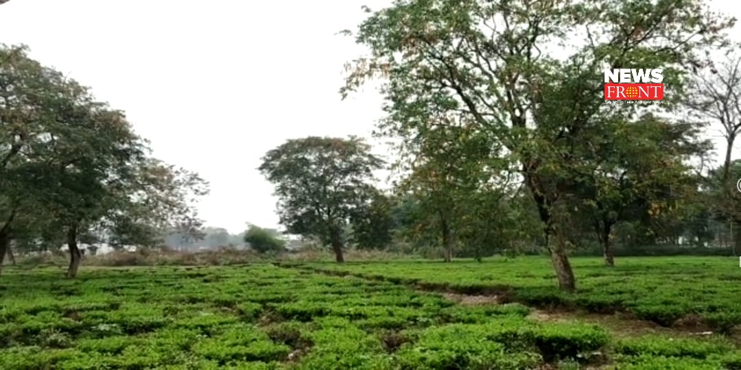 Dooars tea garden | newsfront.co