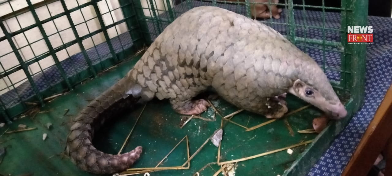 rescue pangolin | newsfront.co