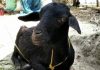 died goat | newsfront.co