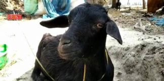 died goat | newsfront.co