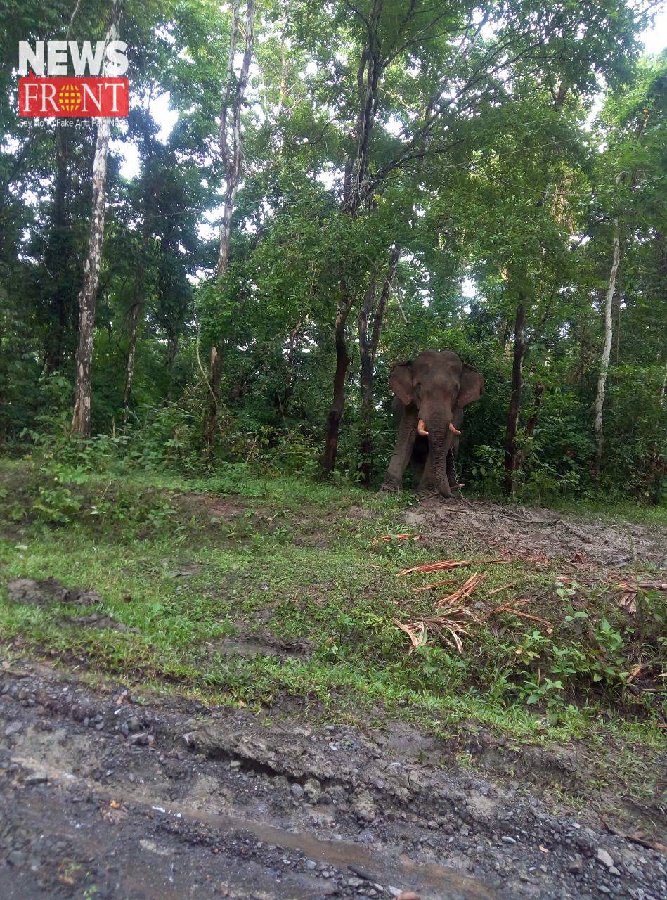 elephant in forest | newsfront.co