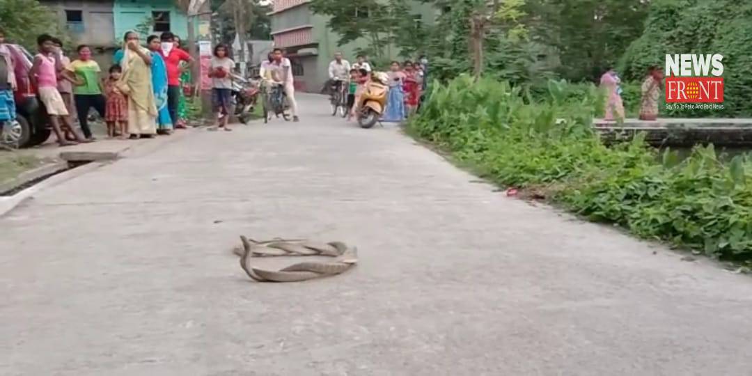 snake fighting | newsfront.co