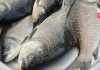 fish at fixed price | newsfront.co