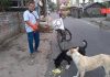 dog feeding |newsfront.co