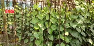 Betel plants | newsfront.co