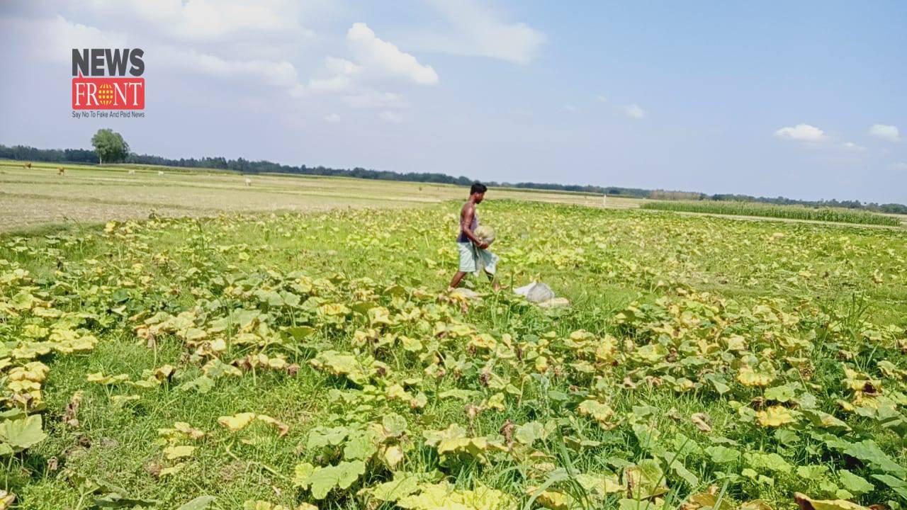 Pumpkin plants | newsfront.co