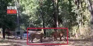 tiger fights | newsfront.co