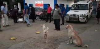 street dogs | newsfront.co