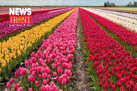 Srinagar Tulip Garden | newsfront.co