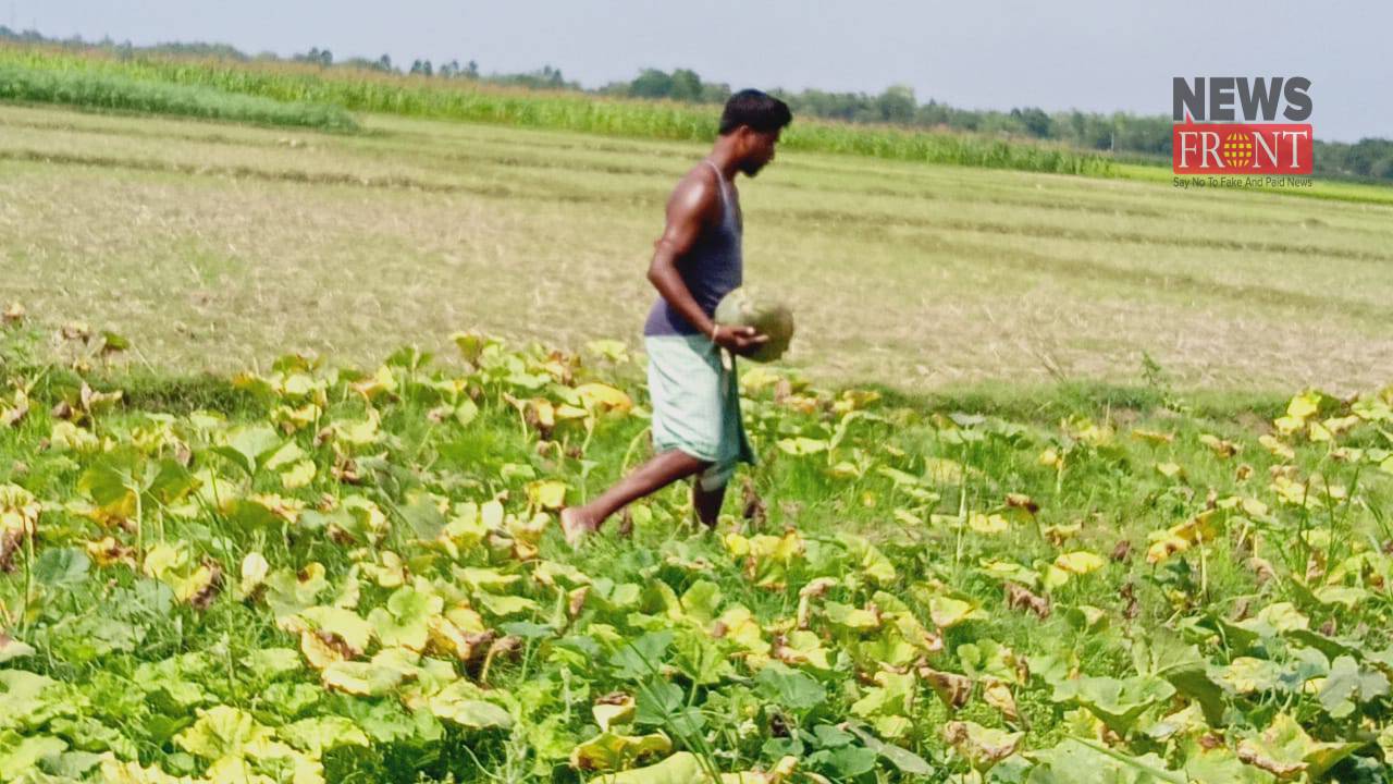 pumpkin plant | newsfront.co