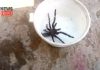 Lycosa Tarantula | newsfront.co