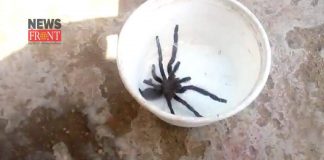 Lycosa Tarantula | newsfront.co