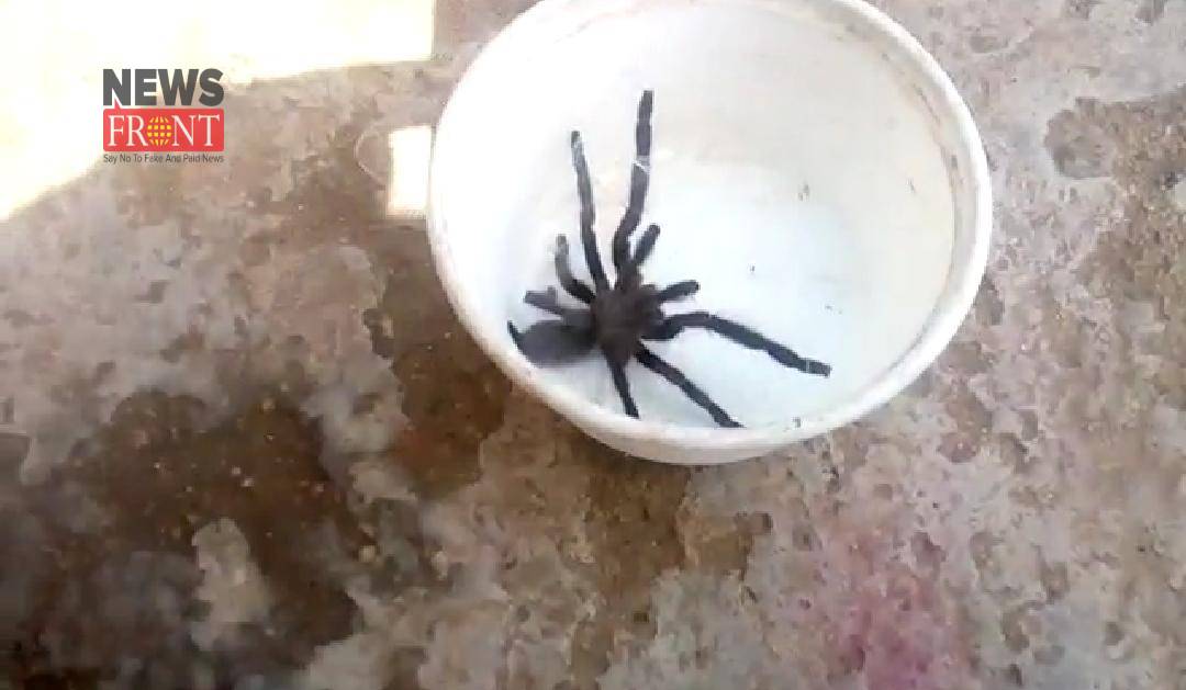 Lycosa Tarantula | newsfront.co