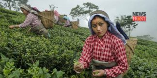 Tea garden | newsfront.co