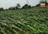 corn cultivation | newsfront.co
